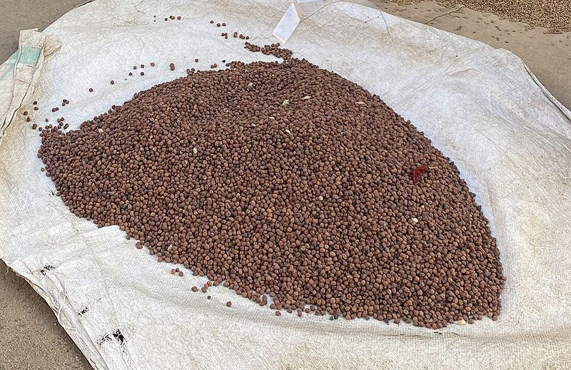 Kala Chana (Black Chickpeas)