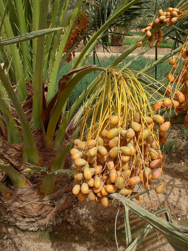 Khajoor (Dates) 500g